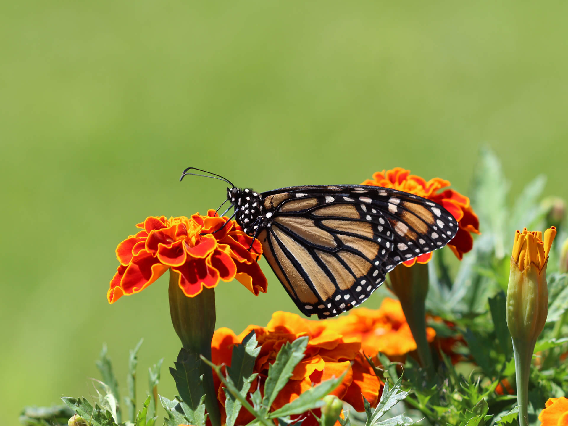 Mobile Text Editor - Touch-optimized interface for smartphones